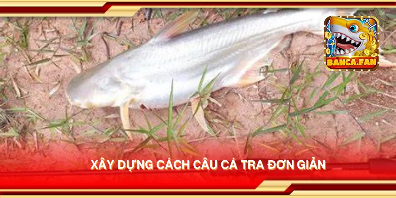 Xây dựng cách câu cá tra đơn giản