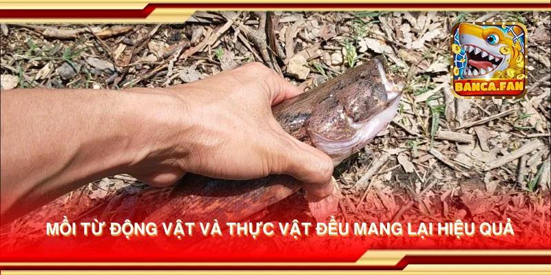 Mồi từ động vật và thực vật đều mang lại hiệu quả